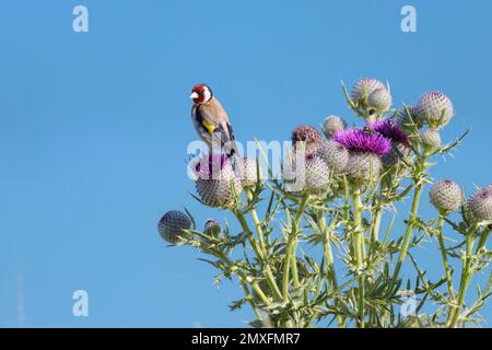 Un Goldfinch europeo seduto su un cardo, cielo blu, giorno di sole in estate, nel nord della Francia Foto Stock