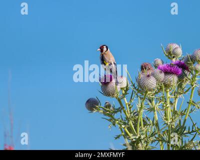 Un Goldfinch europeo seduto su un cardo, cielo blu, giorno di sole in estate, nel nord della Francia Foto Stock