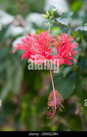 Fiore di Hibiscus schizopetalus appeso al ramo Foto Stock