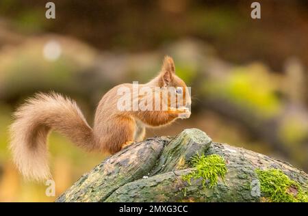 Un primo piano di uno scoiattolo comune (Sciurus vulgaris) su un tronco rotto di un albero in una foresta Foto Stock