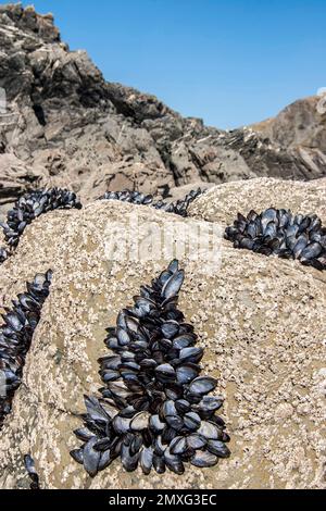 Gruppo di cozze fresche che crescono sulle rocce Cornovaglia Inghilterra Foto Stock