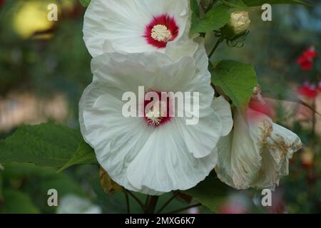 fiore bianco di un hibiscus Foto Stock