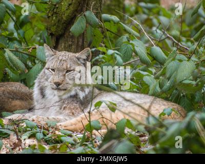 Una lynx eurasiatica soffice (lynx di Lynx) che giace nei cespugli verdi della foresta Foto Stock