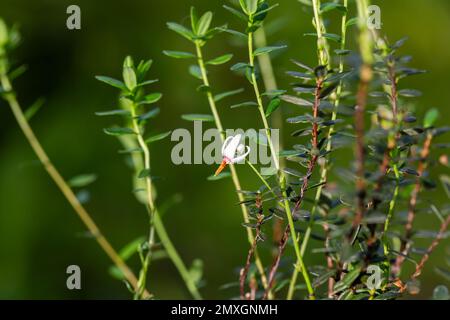 Primo piano di un giardino fiore Vaccinium macrocarpon nel giardino Foto Stock