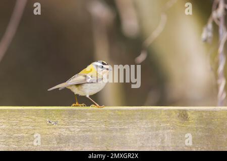 Recrest Regulus ignicapillus, adulto arroccato su recinto, Suffolk, Inghilterra, febbraio Foto Stock