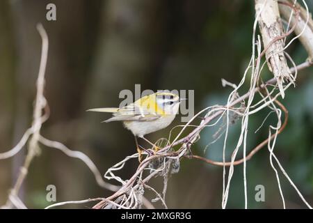 Recrest Regulus ignicapillus, adulto arroccato su steli, Suffolk, Inghilterra, febbraio Foto Stock