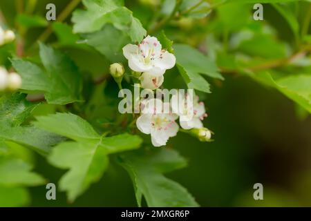 Crataegus sanguinea rosso biancospino fiori bianchi e frutti rossi sui rami. Fioritura biancospino siberiano utilizzato nella medicina popolare per trattare le malattie cardiache Foto Stock