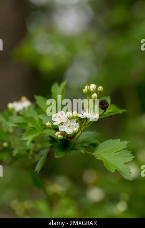 Crataegus sanguinea rosso biancospino fiori bianchi e frutti rossi sui rami. Fioritura biancospino siberiano utilizzato nella medicina popolare per trattare le malattie cardiache Foto Stock