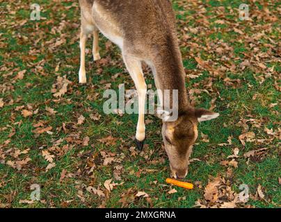 cervi rossi che pascolano sul prato nel parco di richmond. Foto Stock