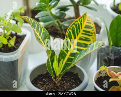 Codiaeum variegatum o Croton fuoco, Croton giardino, o Croton variegatum. Pianta tropicale crescente con foglie colorate a casa come anti stress Foto Stock