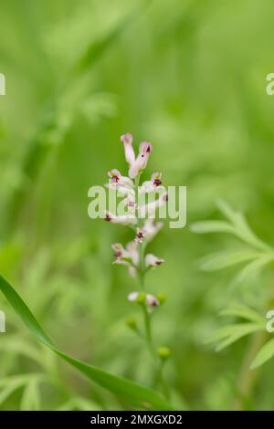 Fumaria officinalis, fumitorio comune, fumitorio della droga o fumo di terra primo piano. Sfocato Foto Stock