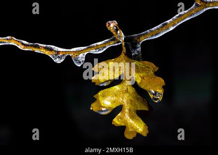 Biancospino, Crataegus sp., ricoperto di ghiaccio dalla pioggia gelida nel Michigan centrale, USA Foto Stock