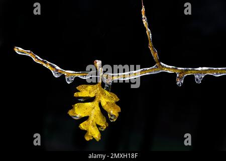 Biancospino, Crataegus sp., ricoperto di ghiaccio dalla pioggia gelida nel Michigan centrale, USA Foto Stock