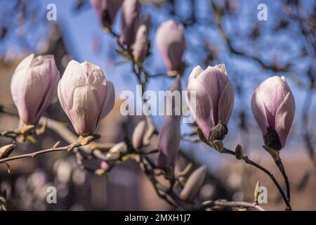 Magnolia gemme su albero (Magnolia x sulangeana) Foto Stock