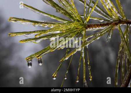 Pine bianche orientali, Pinus strobus, aghi ricoperti di ghiaccio dopo una pioggia gelida nel Michigan centrale, USA Foto Stock