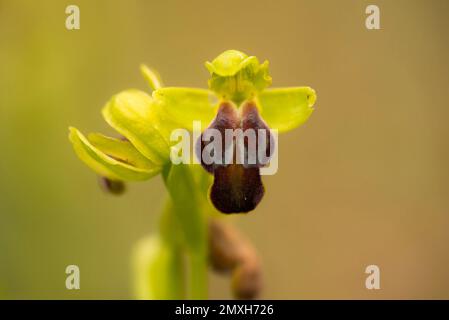 Sombre Bee Orchid (Ophrys fusca) fiore su Creta, Grecia Foto Stock