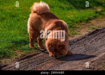 Il bruno, cane Chow pelliccia chow (Canis lupus familiaris) in piedi sul fango, acqua potabile vicino all'erba verde di giorno Foto Stock