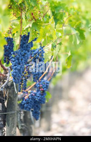 Uve Cabernet Sauvignon per produrre vini di altissima qualità a Bordeaux, Francia Foto Stock