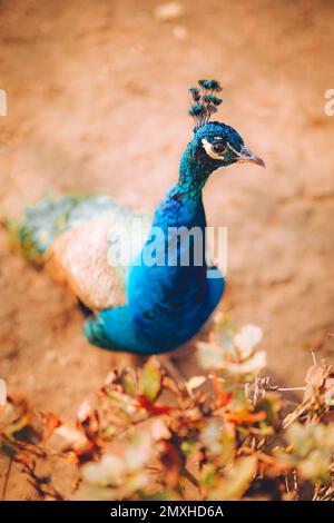 Bellissima passeggiata sul pavone nel parco. Piume blu. Foto Stock