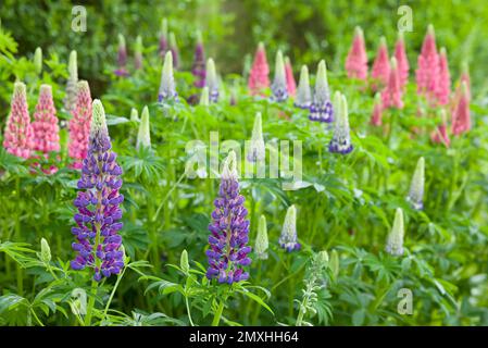 Fiori di Lupin, piante di lupinus con fiori rosa e viola in un giardino sul retro del Regno Unito Foto Stock