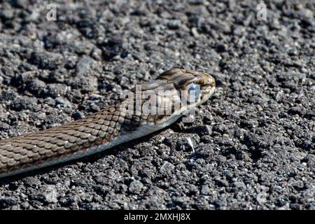 Un primo piano di una testa di serpente Coachwhip su una strada asfaltata Foto Stock