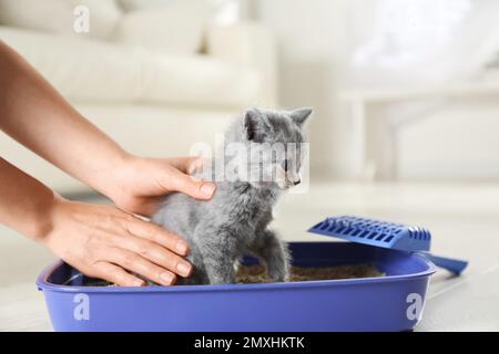 Donna che mette il suo cucciolo Shorthair britannico carino in scatola di cucciolata a casa, primo piano Foto Stock