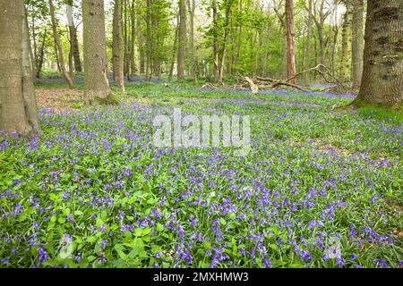 Bluebells comuni (hyacintoides non-scripta) che crescono in boschi, Ivinghoe Common, Ashridge Estate, Buckinghamshire, Regno Unito Foto Stock