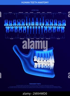 Infografica sui denti umani con immagine radiografica realistica al neon colorata della mandibola e icone a dente singolo illustrazione vettoriale Illustrazione Vettoriale