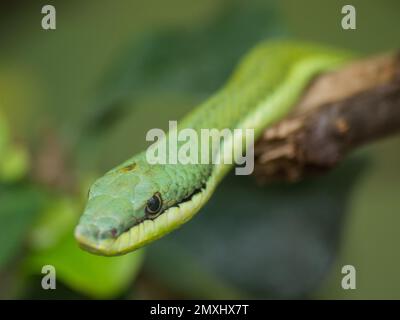 Primo piano di un pilota verde di Baron (Philodryas baroni) isolato su uno sfondo sfocato Foto Stock