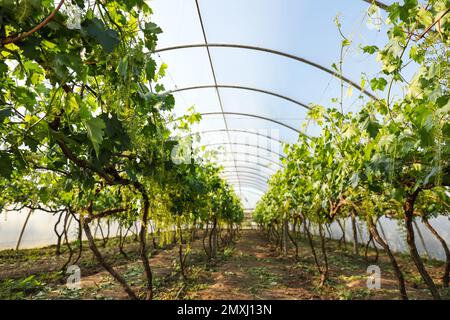 Filari di piante di uva coltivate in serra Foto Stock