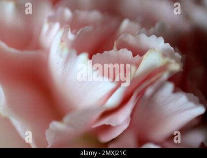Primo piano di petali rosa da sogno di un fiore di garofano Foto Stock
