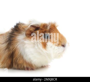 Simpatico cavia divertente su sfondo bianco Foto Stock