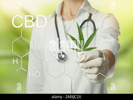 Scienziato con foglie di piante di canapa su sfondo verde, primo piano. Formula CBD Foto Stock