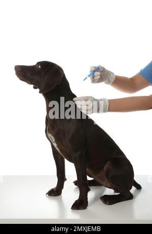 Veterinario professionale vaccinare il cane su sfondo bianco, primo piano Foto Stock