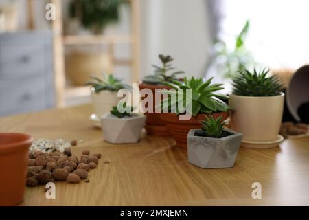 Belle piante in vaso e argilla espansa su tavolo di legno a casa