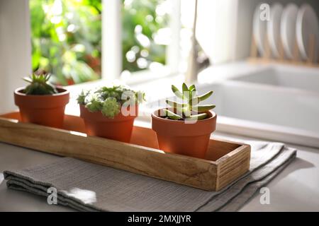 Belle echeverias in cucina al piano interno. Piante succulente Foto Stock