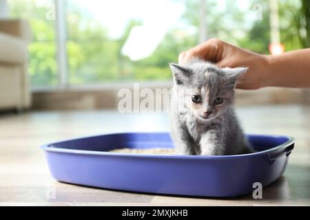 Donna che mette il suo cucciolo Shorthair britannico carino in scatola di cucciolata a casa, primo piano. Spazio per il testo Foto Stock