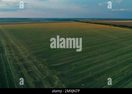 Vista aerea del campo rasato verde all'aperto. Industria agricola Foto Stock