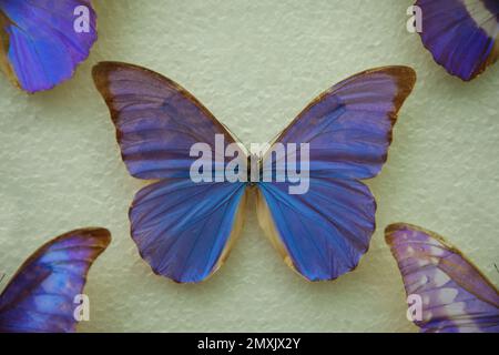 Bella farfalla anaxibia Morpho su sfondo bianco Foto Stock