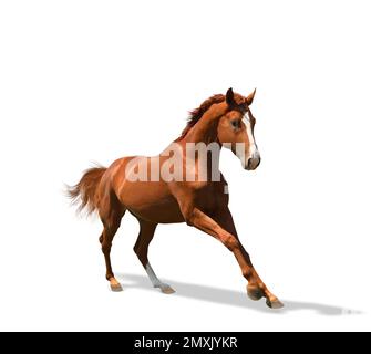 Cavallo di castagno che corre su sfondo bianco. Bellissimo animale domestico Foto Stock