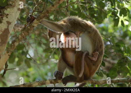 Scimmie e lingue grigie nella foresta. Sri Lanka Foto Stock