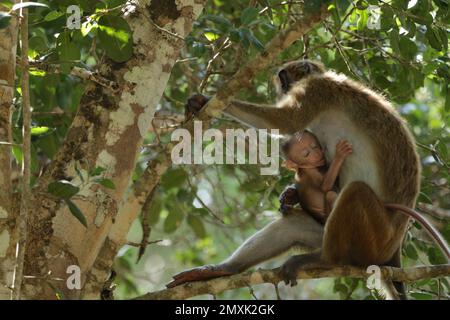 Scimmie e lingue grigie nella foresta. Sri Lanka Foto Stock