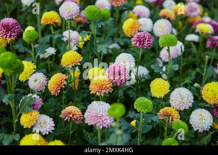 Chrysanthemum multicolore o pom fiore pom in giardino Foto Stock