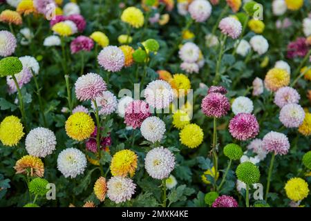 Chrysanthemum multicolore o pom fiore pom in giardino Foto Stock