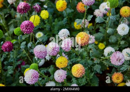 Chrysanthemum multicolore o pom fiore pom in giardino Foto Stock