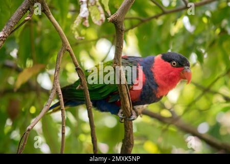 il lory con cappuccio nero ha ali verdi la parte superiore della sua testa è nera il resto della sua faccia è rossa con un petto blu Foto Stock