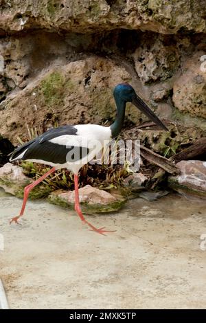 La cicogna nera o Jabiru è un uccello alto con testa e collo blu e becco nero corpo bianco e nero e lunghe gambe rosa Foto Stock