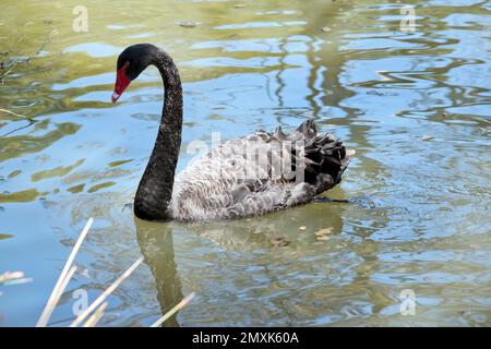 il cigno nero è un uccello d'acqua completamente nero con un becco rosso con una striscia bianca e occhi rossi Foto Stock