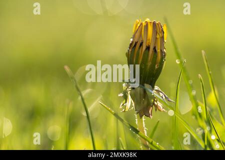Dente di leone (Taraxacum sez. Ruderalia), fiore chiuso nella rugiada mattutina Baviera, Germania, Europa Foto Stock