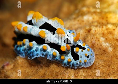 Varicose verruche Slug (Phyllidia varicosa), che striscio su corallo di pietra, Mare di banda, Oceano Pacifico, Saparua, Isola, Molucche, Indonesia, Asia Foto Stock